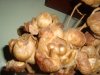 DSC05492.jpg