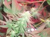 carmel bud 3.jpg
