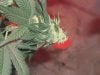 carmel bud1.jpg