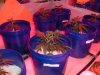 kingiv20-262519-albums-gro-op-picture1013070-purple-hawaiian-granddaddys-right-bubblegums.jpg