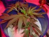 kingiv20-262519-albums-gro-op-picture1013073-purple-hawiian.jpg