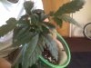 plant 3.jpg