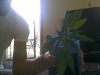 plant 1.jpg