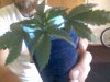 plant 2.jpg