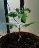 plant again.jpg