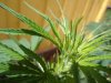 420#9.jpg