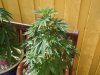 420#6.jpg
