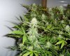 tubodanny-6wks-leftsidehedge.jpg