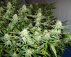 tubodanny-6wks-rightside-toppedhedge.jpg
