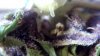 Double_Grape_at_70_days_pic_aa.JPG