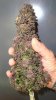 70_days_bloom_Double_Grape_plant_1_pic_2.JPG