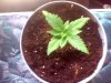 Snapshot_20100706_6.jpg Snapshot_20100706_6.jpg