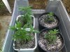 grow1.jpg