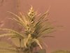 think its a boy.jpg