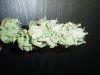 marijuana1 006.jpg