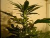 marijuana 001 - Copy.jpg