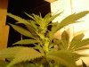 marijuana 011 (4) - Copy.jpg