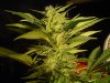 marijuana 006 (2) - Copy.jpg