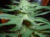 marijuana 015 (4).jpg