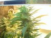 marijuana1 006.jpg