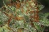 D_Purple_Nugs_013.jpg