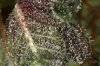 D_Purple_Nugs_018.jpg
