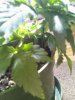 0705001555a.jpg