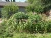 garden 1.jpg garden 1.jpg