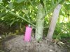 Stem of manster.jpg Stem of manster.jpg