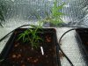 Blue Cheese #1.jpg