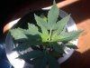 2010-07-09 12.33.30.jpg