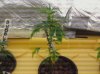Week 2 Bubblegum clone.jpg