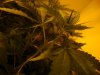 nuggs 006.jpg