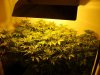 nuggs 005.jpg