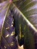 Leaf1.jpg
