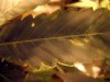 leaf6.jpg