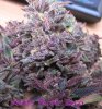dpd_purple_pheno_260306_4.jpg