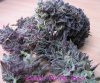 dpd_purple_pheno_260306_3.jpg