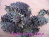 dpd_purple_pheno_260306_2.jpg