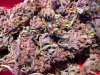 dpd_premanucured_1128068.jpg