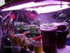 big daddy grow 009.JPG