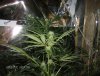 big daddy grow 004.JPG