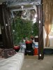 big daddy grow 007.JPG
