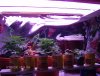 big daddy grow 010.JPG