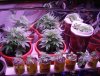 big daddy grow 011.JPG