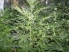 big daddy grow 005.JPG