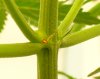 preflower-outline1.jpg
