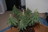 DSC_0217.jpg