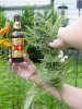 DSC07384.jpg
