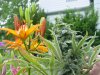 DSC07383.jpg